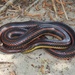 Rainbow Snake - Photo (c) Wayne Fidler, some rights reserved (CC BY-NC), uploaded by Wayne Fidler