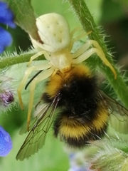 Misumena vatia