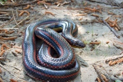 Farancia erytrogramma erytrogramma