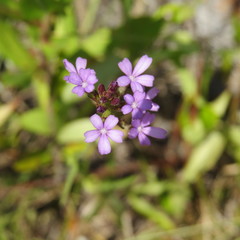 Buchnera floridana image