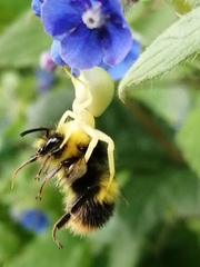 Misumena vatia