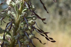 Himantoglossum hircinum hircinum