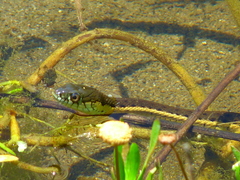 Thamnophis hammondii