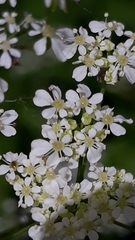 Anthriscus sylvestris