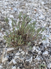 Arenaria armerina