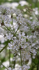 Anthriscus sylvestris