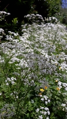 Anthriscus sylvestris