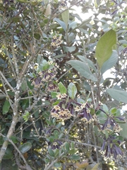 Cestrum buxifolium