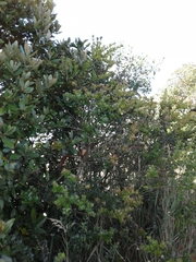 Cestrum buxifolium