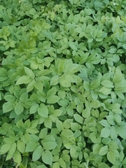 Aegopodium podagraria