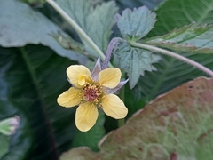 Geum urbanum