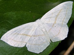 Scopula ordinata