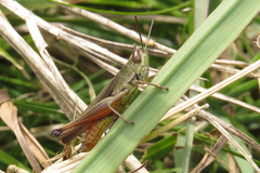 Amblytropidia australis