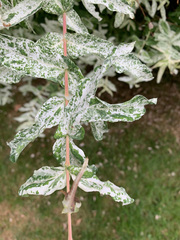 Tracheophyta