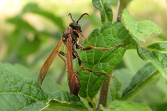 Mischocyttarus drewseni