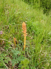 Orobanche elatior