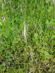 Angiospermae