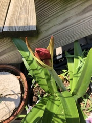 Hippeastrum striatum