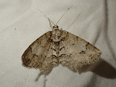 Paradarisa consonaria