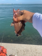 Epinephelus morio