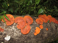 Pycnoporus sanguineus image