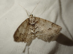 Paradarisa consonaria