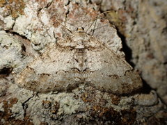 Paradarisa consonaria