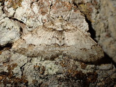 Paradarisa consonaria