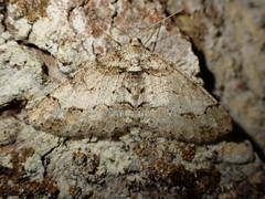 Paradarisa consonaria