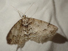 Paradarisa consonaria