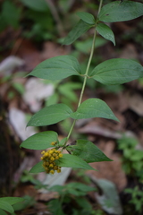 Alloispermum colimense