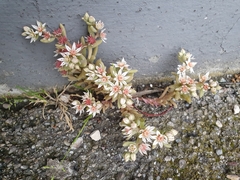 Sedum hispanicum