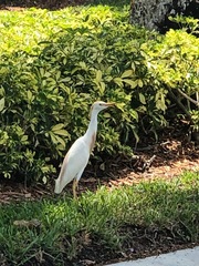 Bubulcus ibis