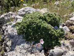Erodium daucoides