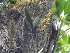 Trichocentrum pumilum