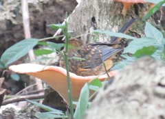 Cossypha natalensis natalensis