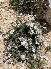Iberis saxatilis