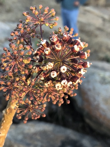 Arizona spikenard (Aralia humilis)