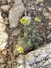 Alyssum serpyllifolium