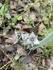 Calochortus tolmiei