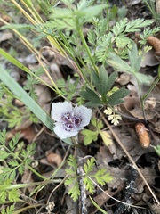Calochortus tolmiei