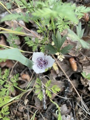 Calochortus tolmiei