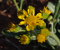 Packera tridenticulata