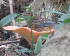 Cossypha natalensis natalensis