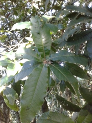 Quercus humboldtii
