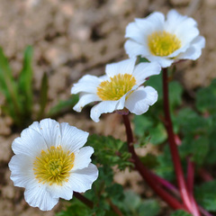 Callianthemum alatavicum