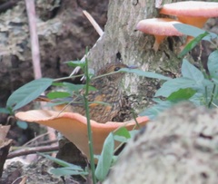 Cossypha natalensis natalensis