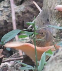 Cossypha natalensis natalensis