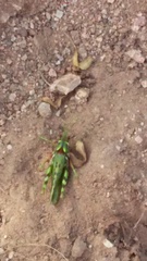 Bootettix argentatus