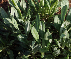 Packera tridenticulata